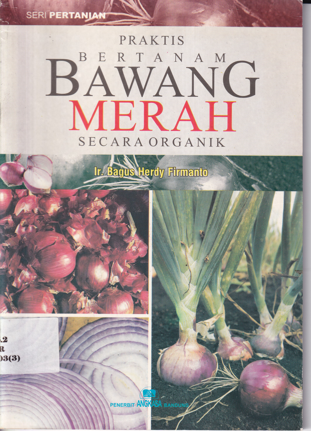 Praktis Bertanam Bawang Merah