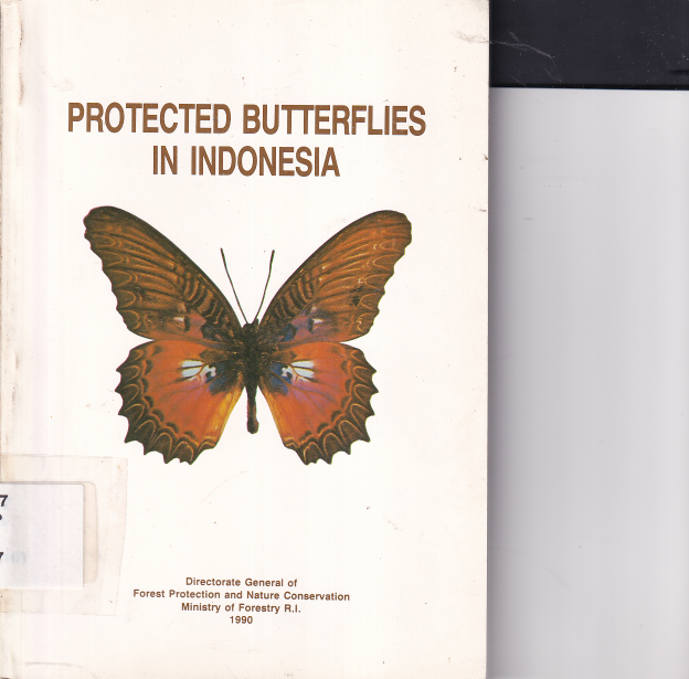 Protected Butterflies In Indonesia